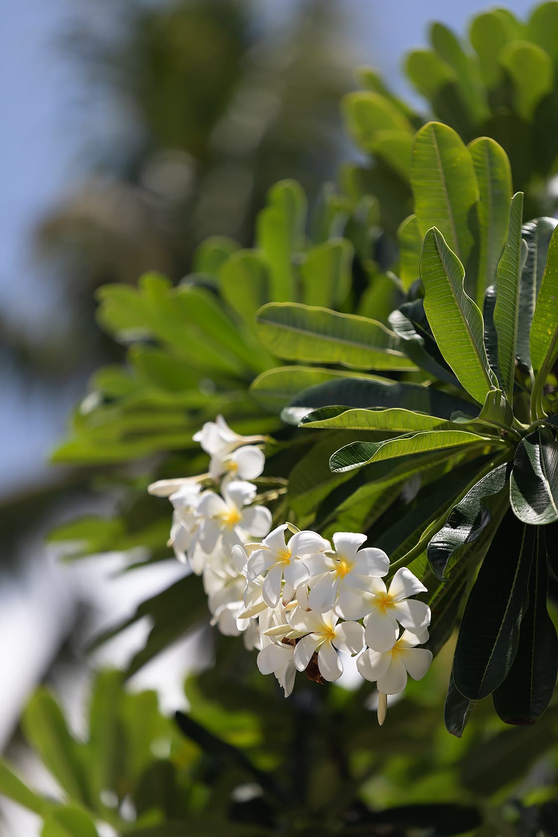 Kailua Shore Estate - Image 54