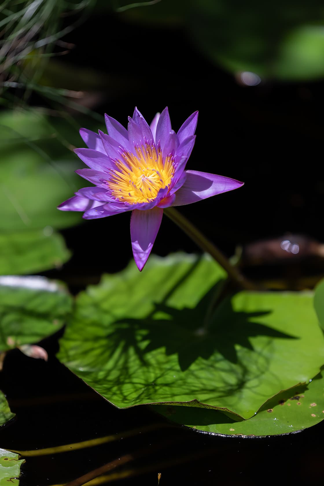 Kailua Shore Estate - Image 55
