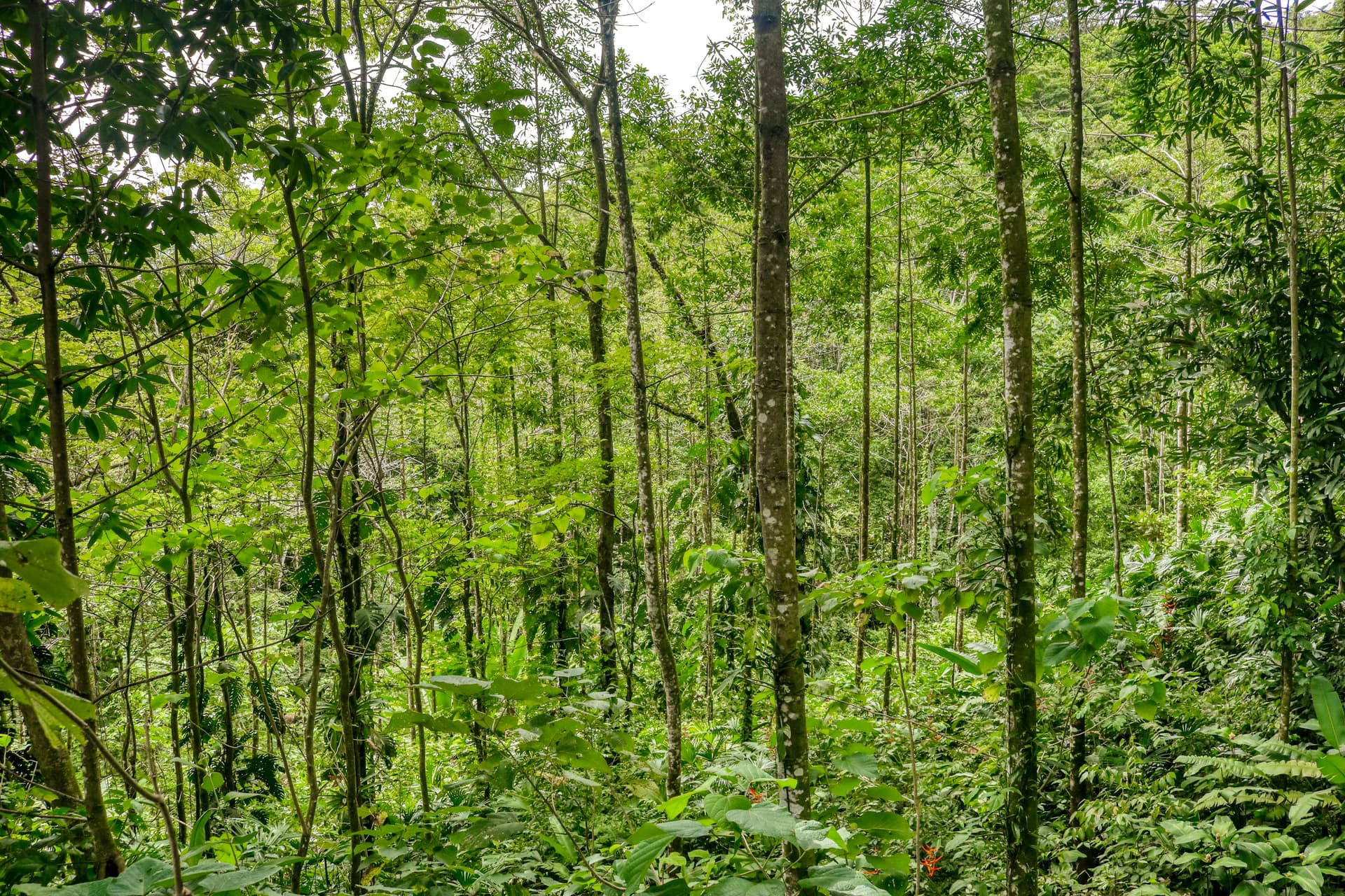 Terrazas de Ballena - Image 41