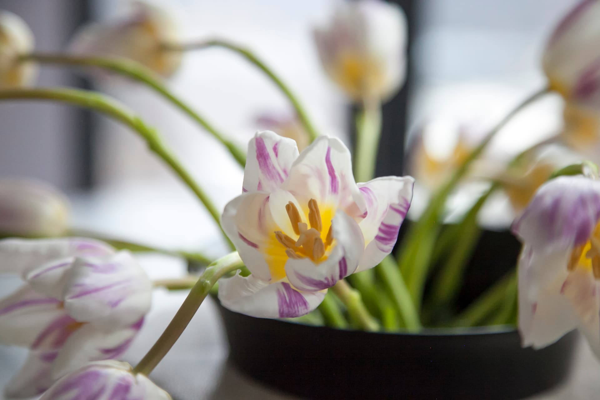 Majestic Sanctuary - Image 34