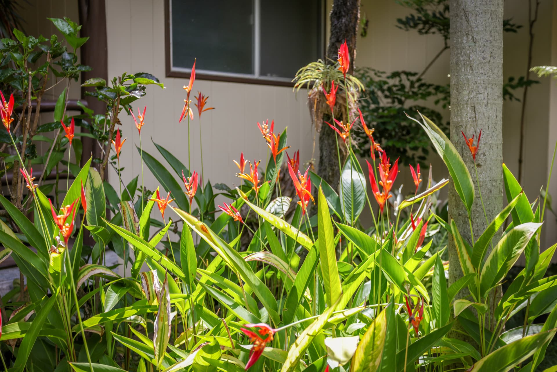 Hale Mauka - Image 40