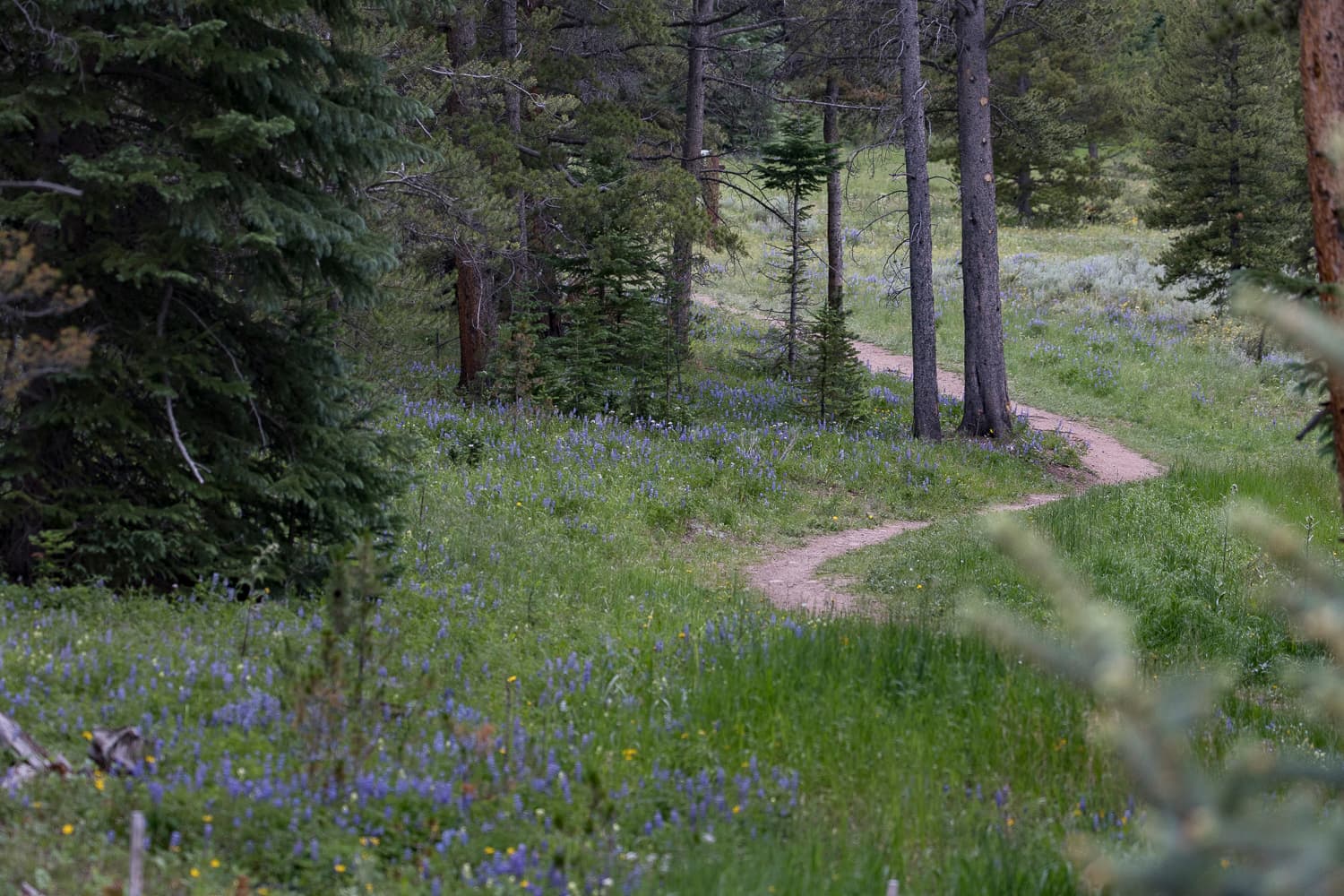 Mountain Gem Estate - Image 65