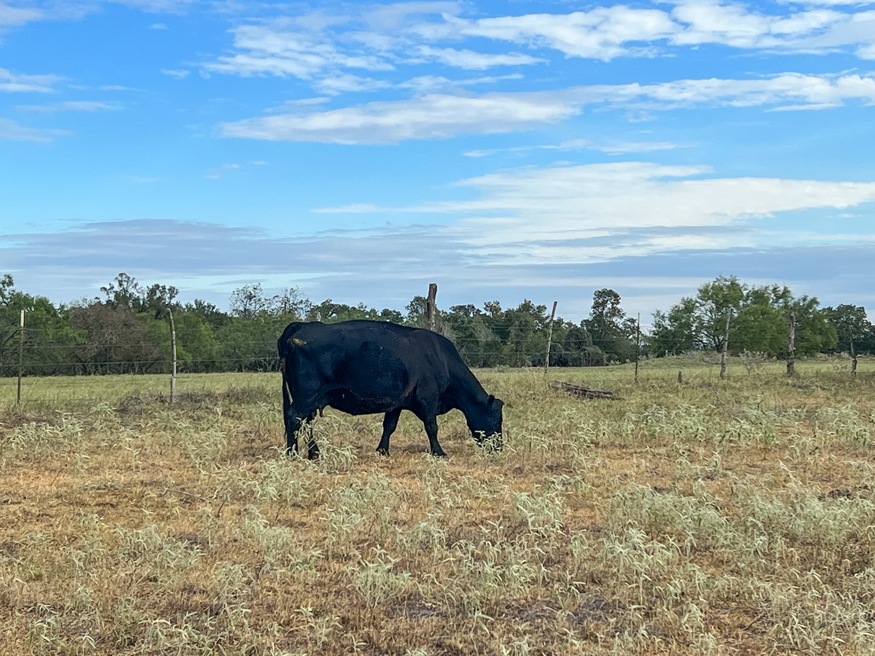 Opa O's Gast Haus - Image 2