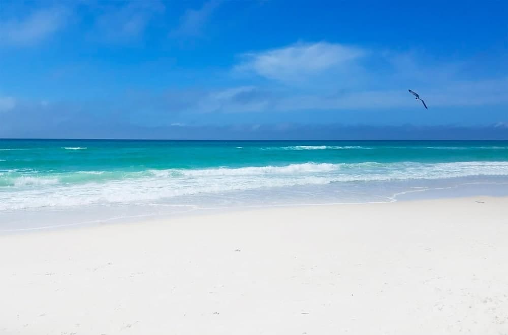 Pearl Flamingo - Image 31