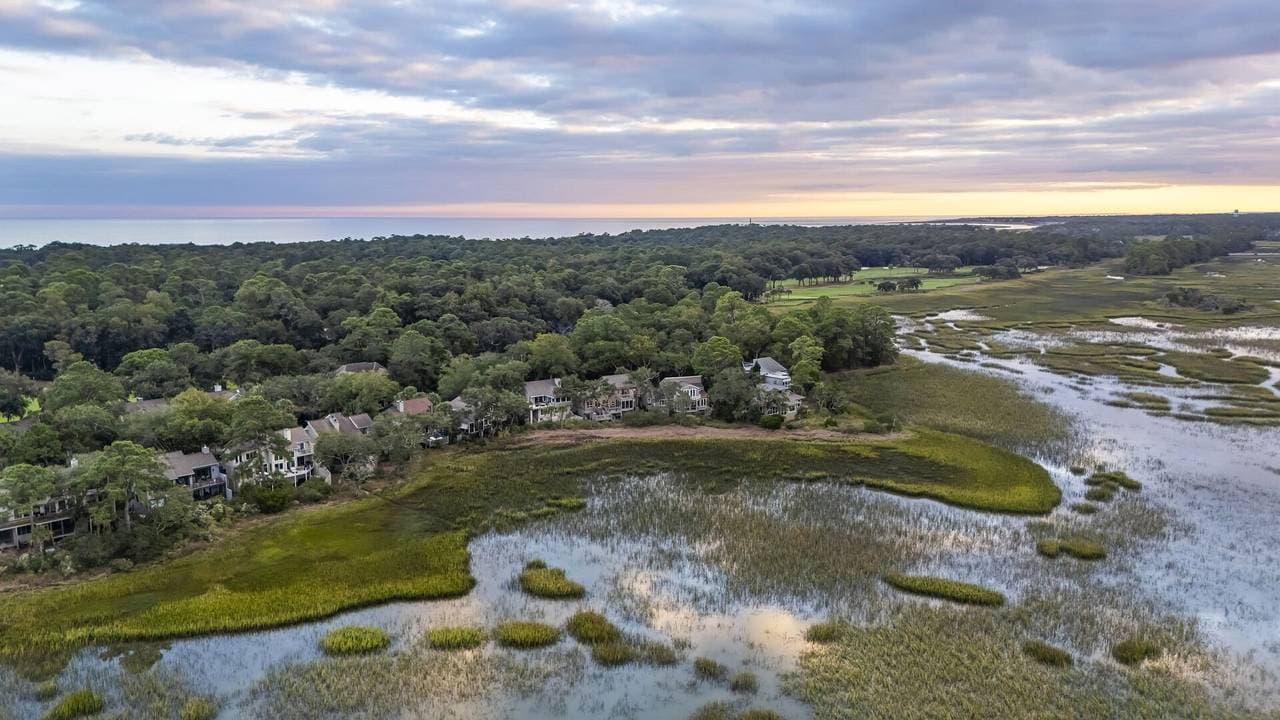 Marsh Hawk - Image 3