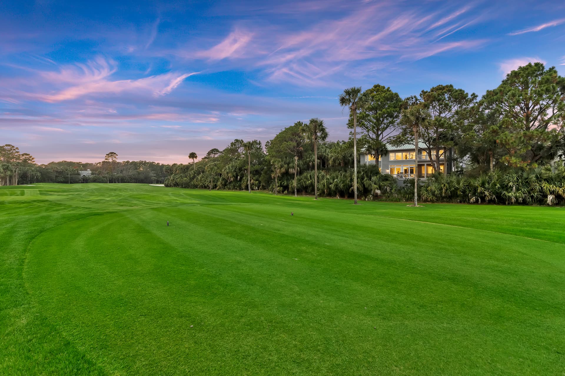 Piping Plover - Image 2