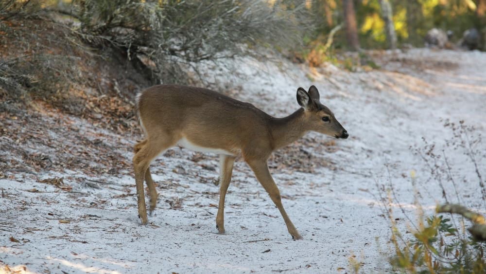 Coastara Retreat - Image 48