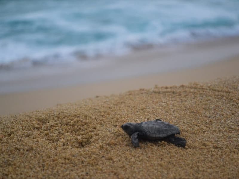 Paraiso Marina - Image 19