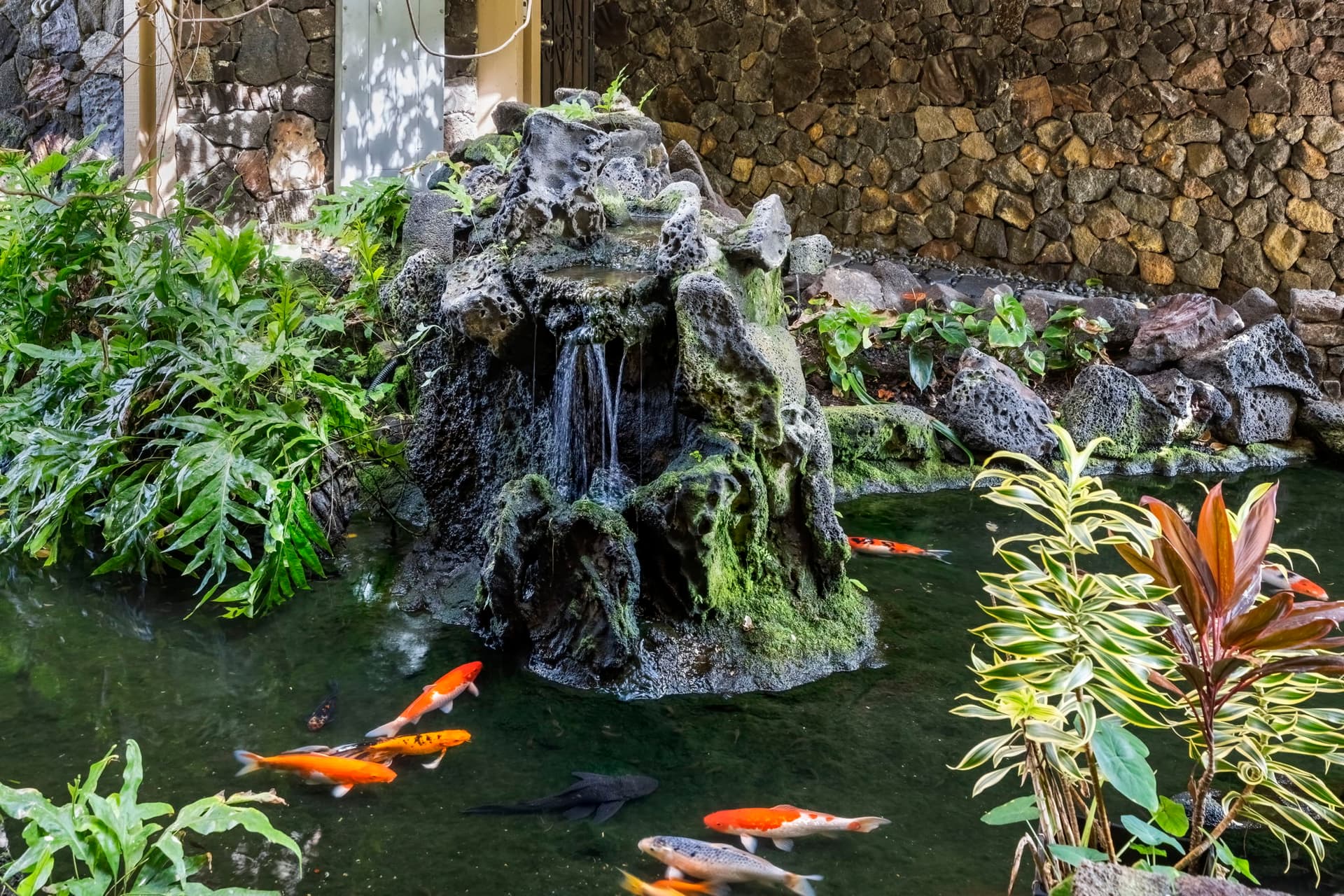 Royal Kahili #401A - Image 39