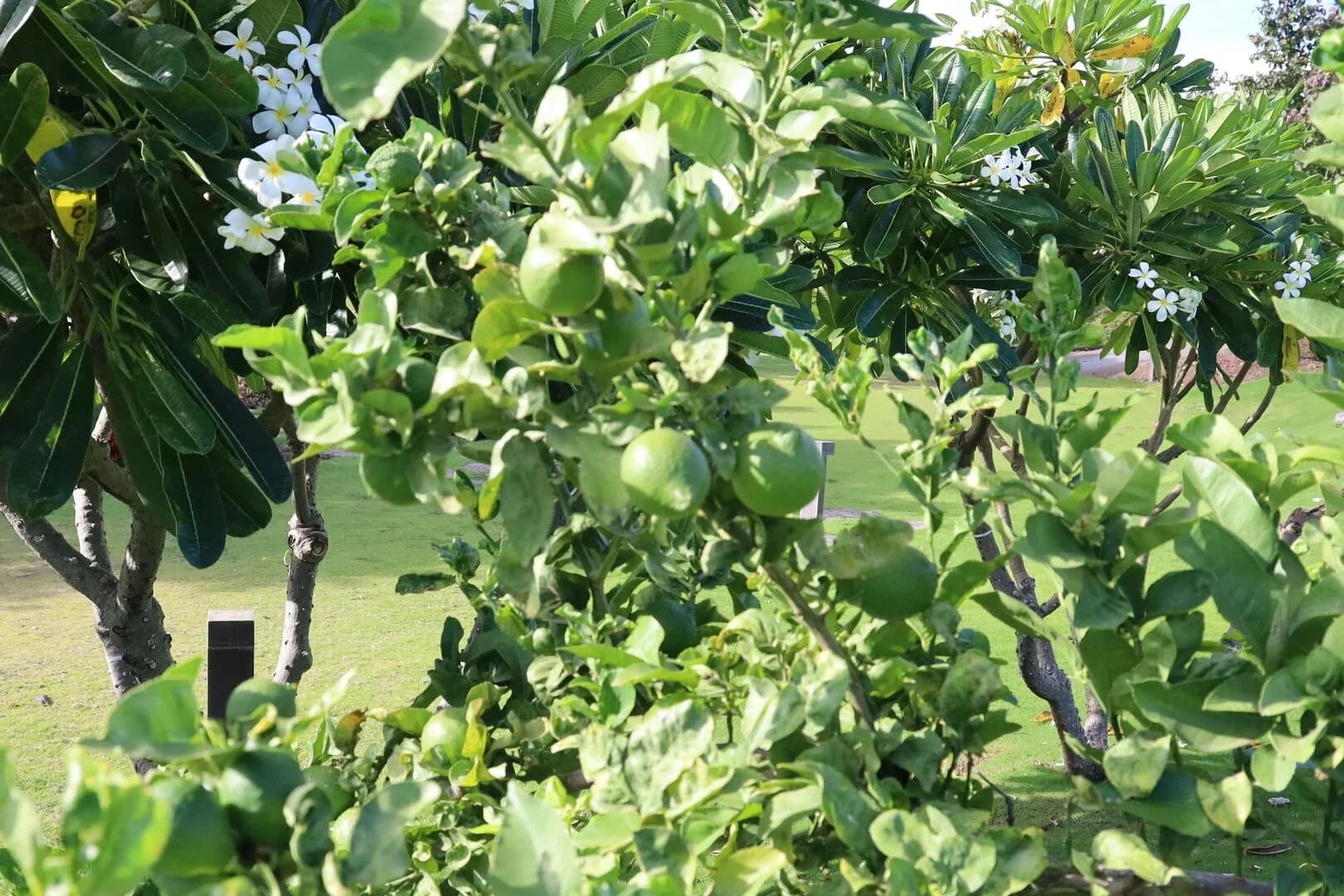 Hale Kailani - Image 99