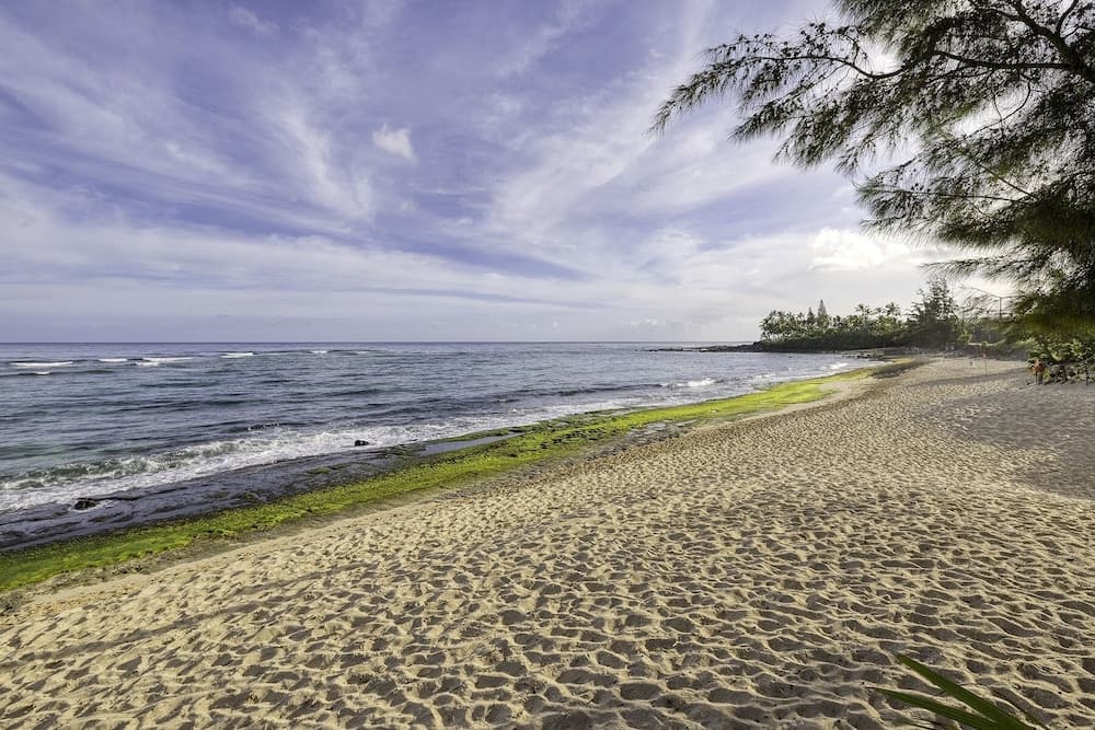 Sea Turtle Ranch - Image 21