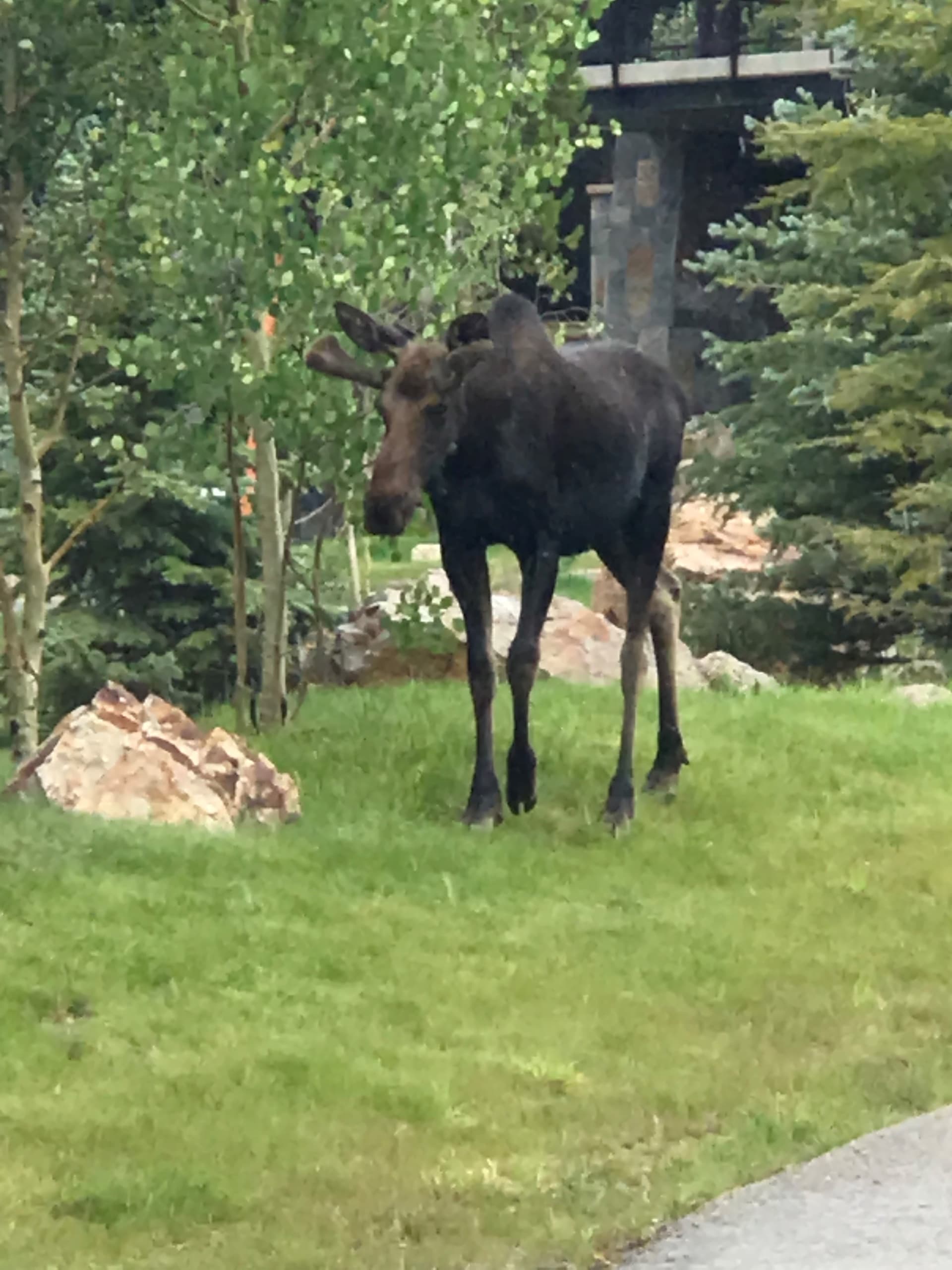 Gondola Haus at Shock Hill - Image 49