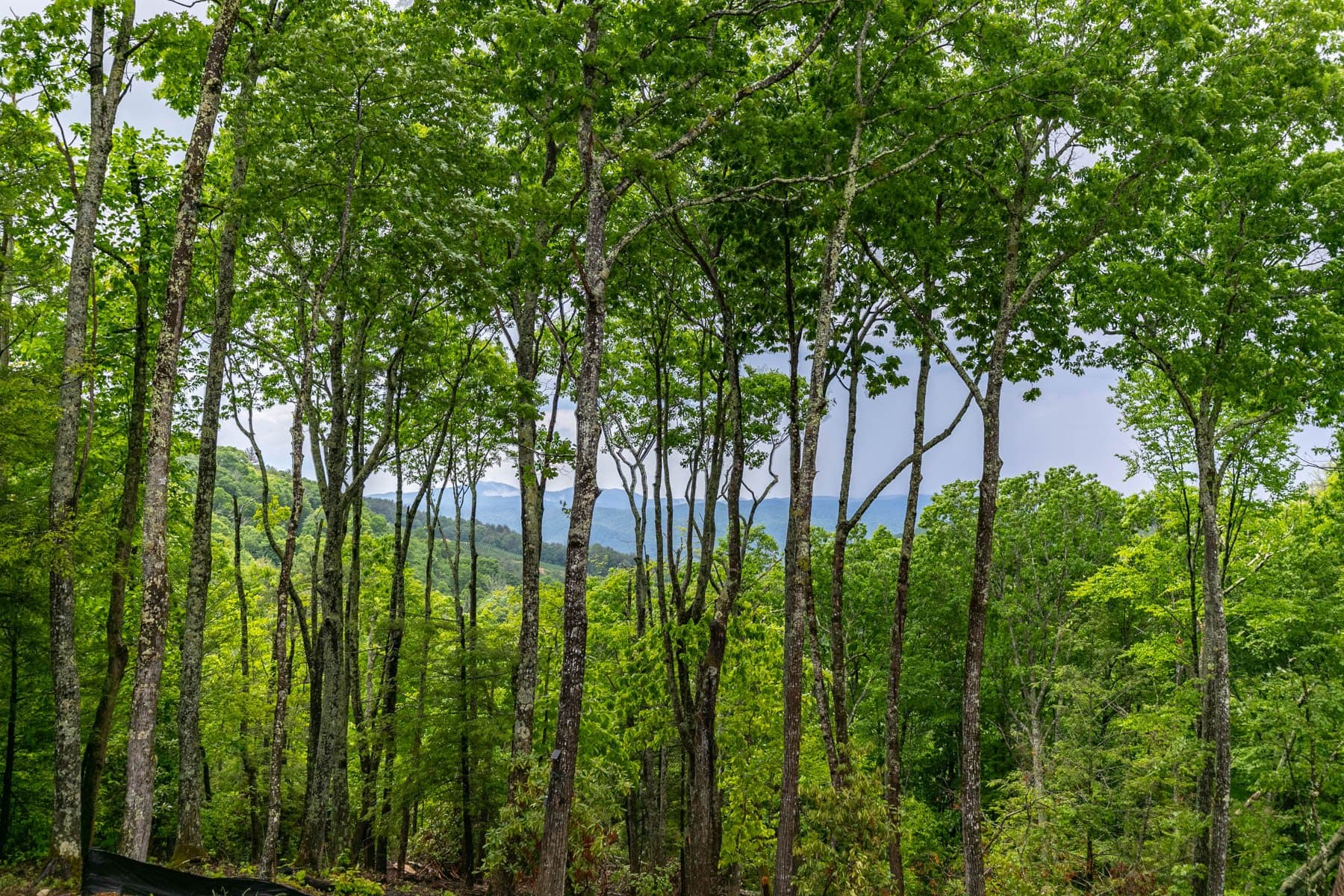 HeartStone Lodge at Eagles Nest - Image 41