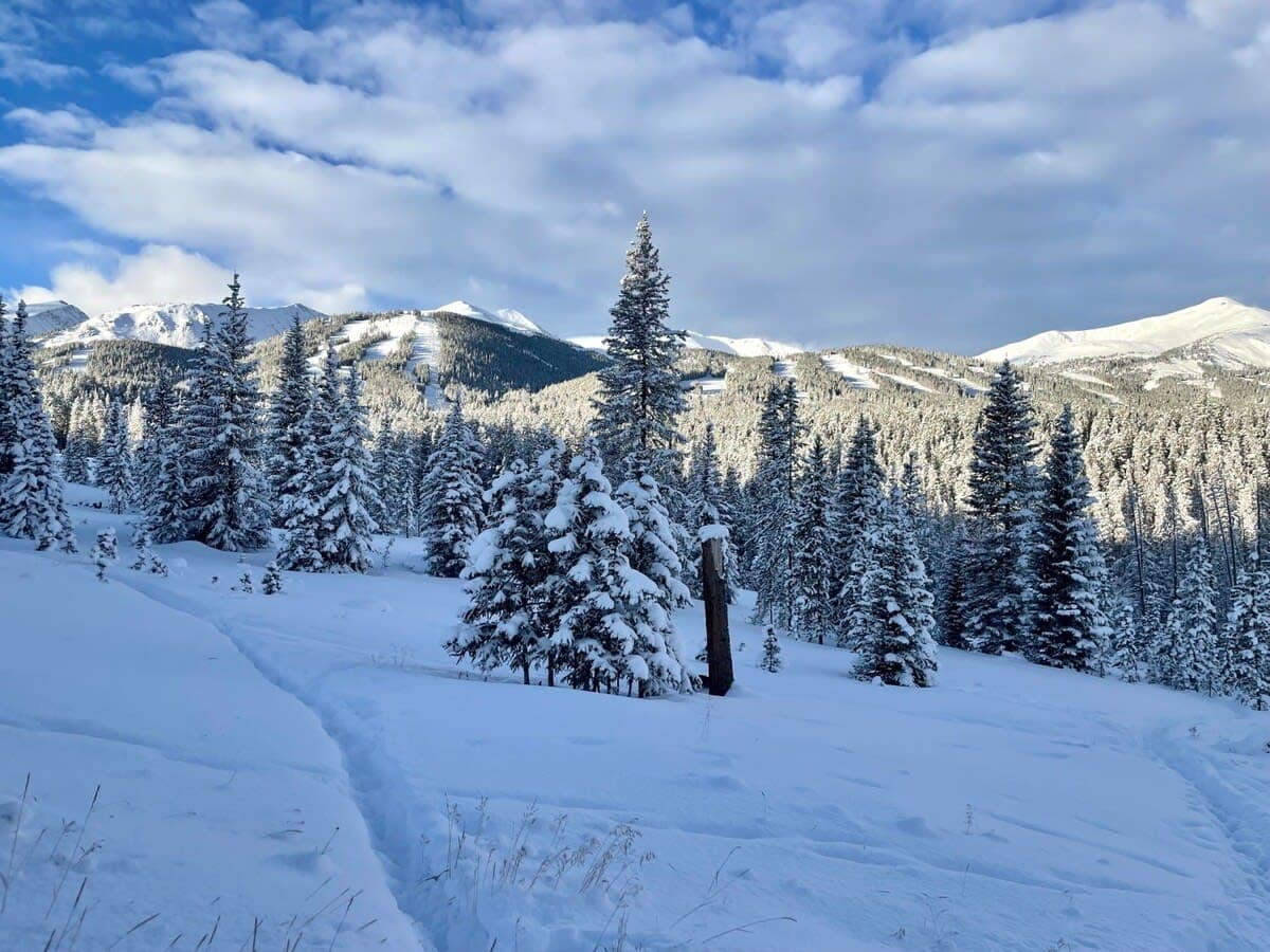 Peaks and Pines - Image 27