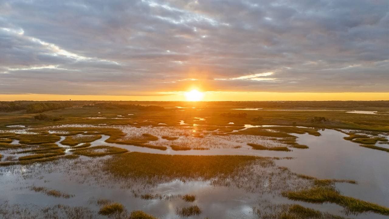 Marsh Hawk - Image 67