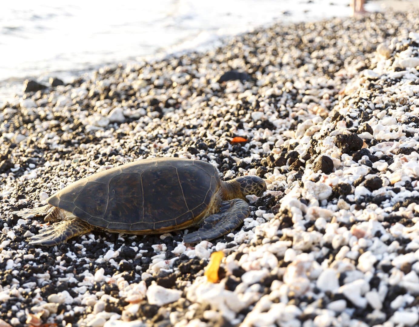 Hawaiiana Escape - Image 46