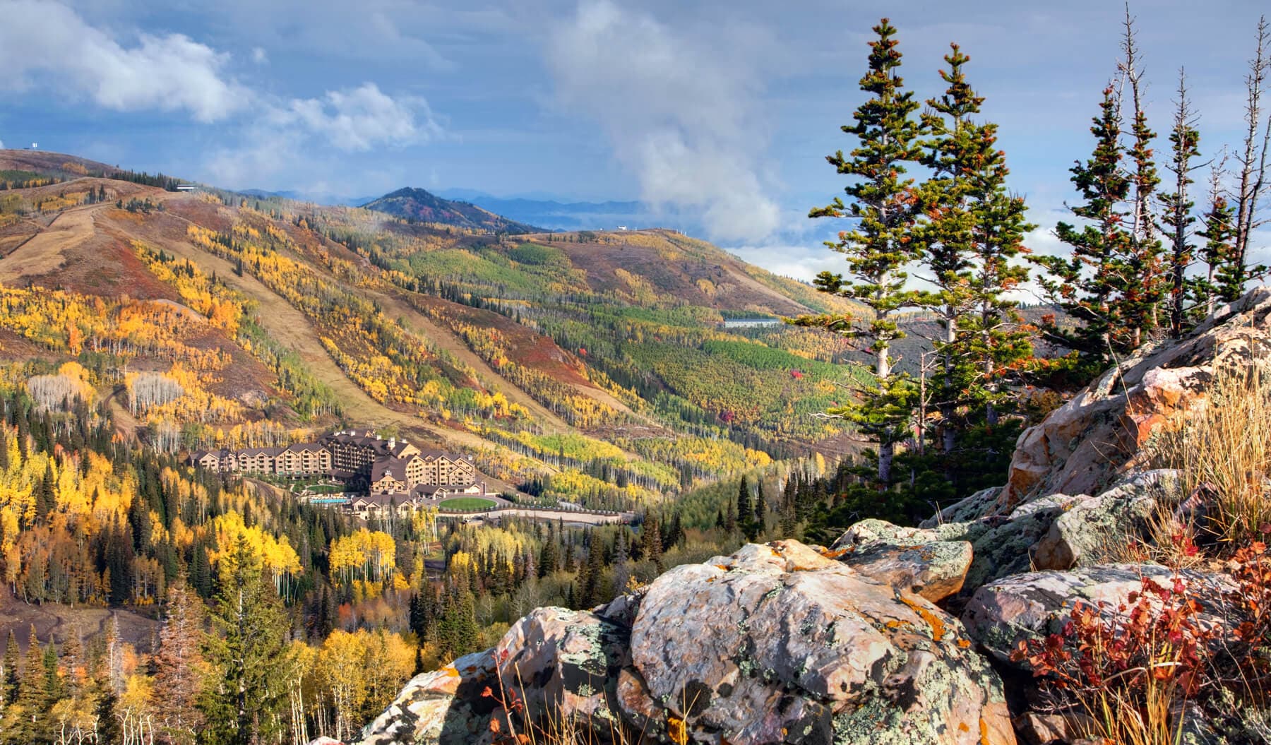 White Pine #129 - Image 91