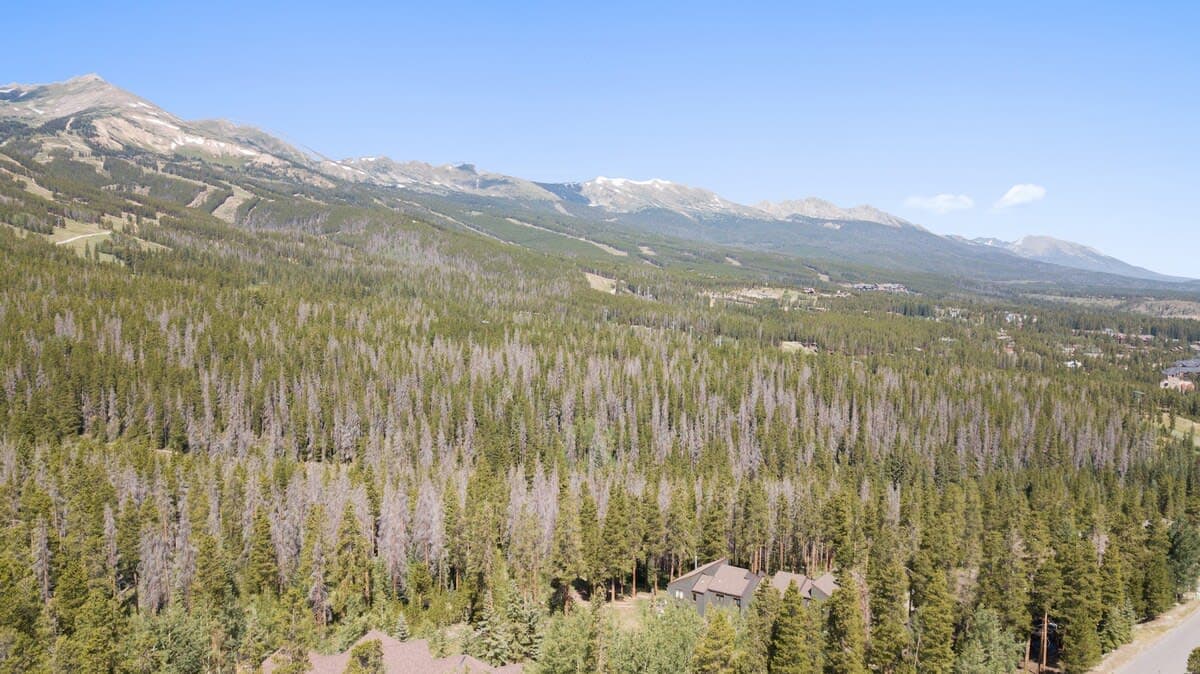 Peaks and Pines - Image 31